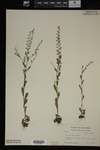 Myosotis verna image