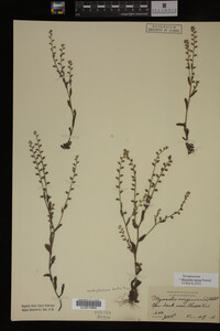 Myosotis verna image