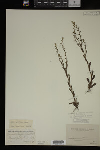 Myosotis verna image