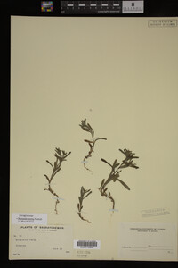 Myosotis verna image