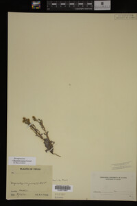 Myosotis verna image