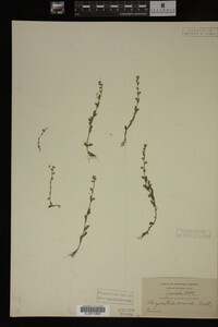 Myosotis verna image