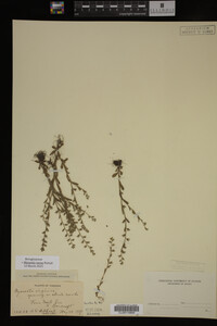 Myosotis verna image
