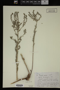 Myosotis verna image