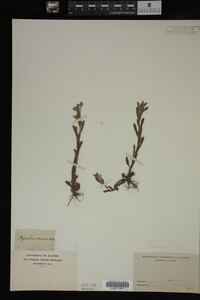 Myosotis verna image