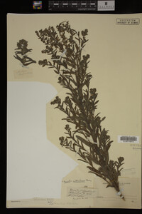 Image Associated With the Occurrence