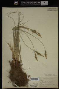 Carex buxbaumii image