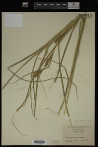 Carex laeviconica image