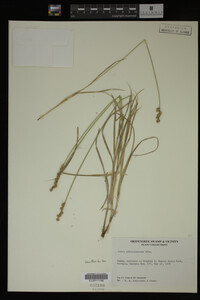 Carex albolutescens image