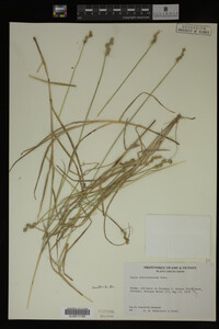 Carex albolutescens image