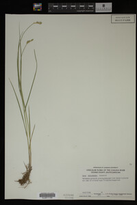 Carex albolutescens image