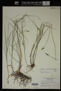 Carex albolutescens image