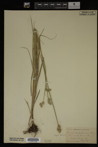 Carex albolutescens image