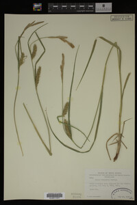 Media resource of Carex atherodes