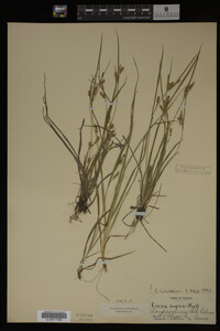 Carex aurea image