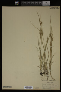 Carex aurea image