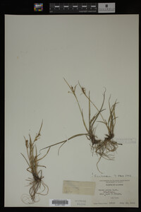 Carex aurea image