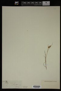 Carex aurea image