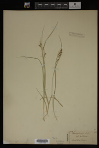 Carex aurea image