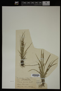 Carex aurea image