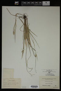 Media resource of Carex aurea