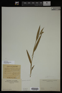 Image Associated With the Occurrence