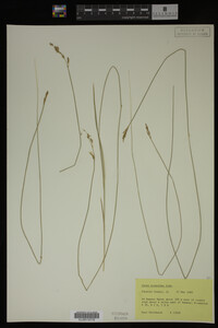 Media resource of Carex bromoides