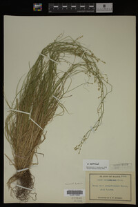 Media resource of Carex brunnescens
