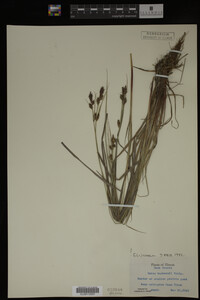 Carex buxbaumii image