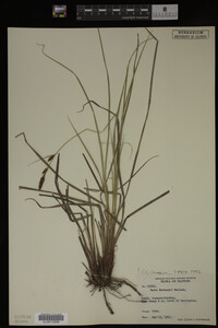 Carex buxbaumii image
