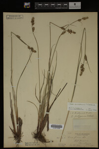 Carex buxbaumii image