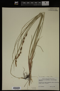 Carex buxbaumii image