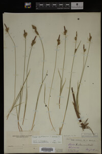 Carex buxbaumii image