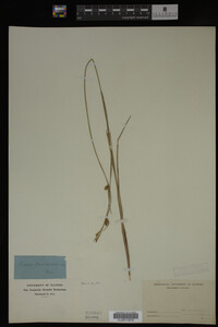 Carex buxbaumii image