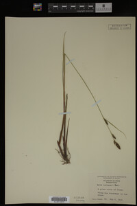 Carex buxbaumii image