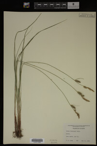 Carex buxbaumii image