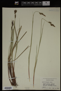 Carex buxbaumii image