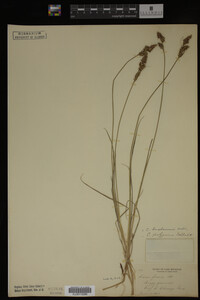 Carex buxbaumii image