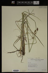 Carex buxbaumii image