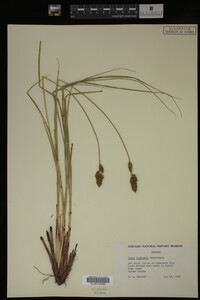 Carex buxbaumii image