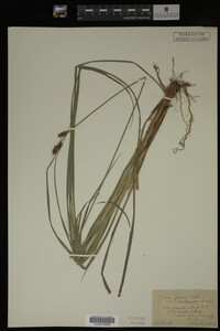 Carex buxbaumii image