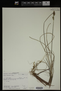 Carex buxbaumii image