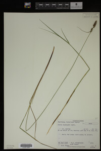 Carex buxbaumii image