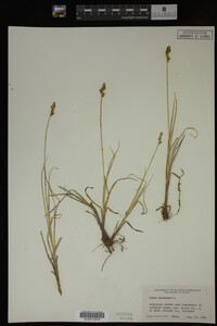 Media resource of Carex canescens