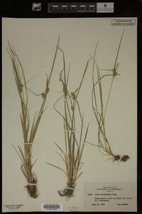 Media resource of Carex cryptolepis