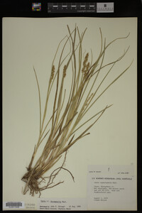 Media resource of Carex decomposita
