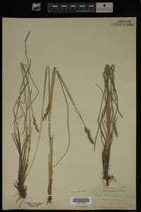 Media resource of Carex diandra
