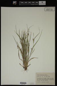 Carex digitalis image