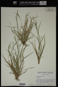 Carex digitalis image
