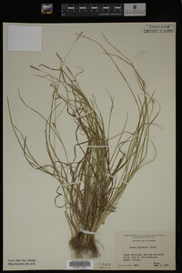 Carex digitalis image
